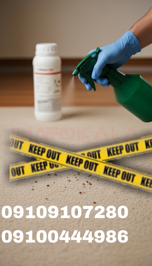 ساس از کجا میآید