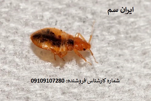 از بین بردن ساس با روش قطعی