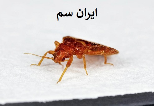 بهترین سموم برای نابودی ساس