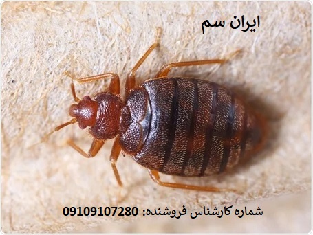 نابودی ساس با سموم بایر آلمان